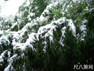 尺八名曲,尺八名曲欣赏