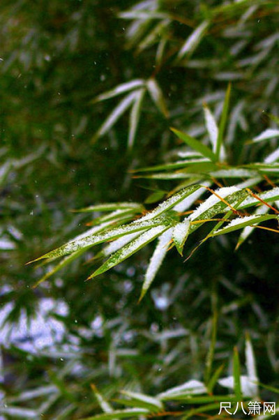 尺八名曲,尺八名曲欣赏